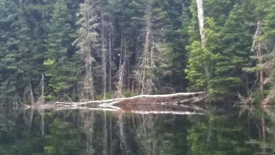 Ottawa National Forest, trees reflected in a lake