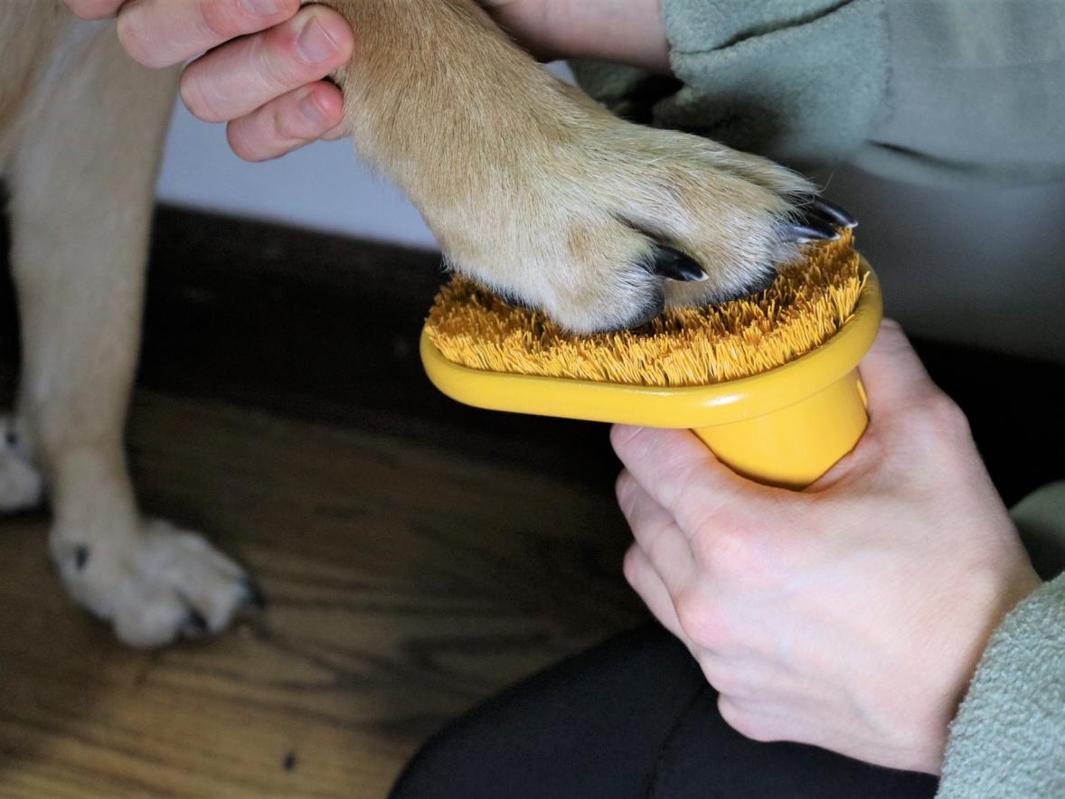 The Pup Rub Speedy Paw Protector created by UW-Stout recent graduate Claire Dronen earned a third place in the International Housewares Association Inspired Home Show’s annual Student Design Competition.