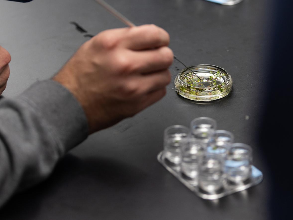 A student takes small pieces of duckweed and adds them to creek water samples to show which water has more nutrients.