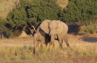 Elephants on a wildlife reserve in Botswana. Photo by Olivia Aschebrook