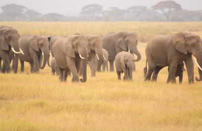 Elephants in Africa