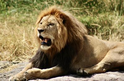 Lion in Africa 
