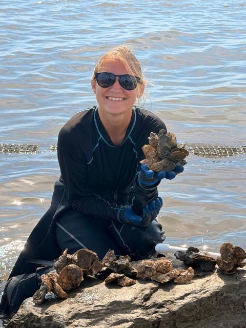 Person in chest waders and gloves kneels on a shoreline beside calm water, holding several oysters while surrounded by oyster shells and restoration equipment.
